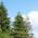 Woods