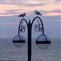 Seagulls